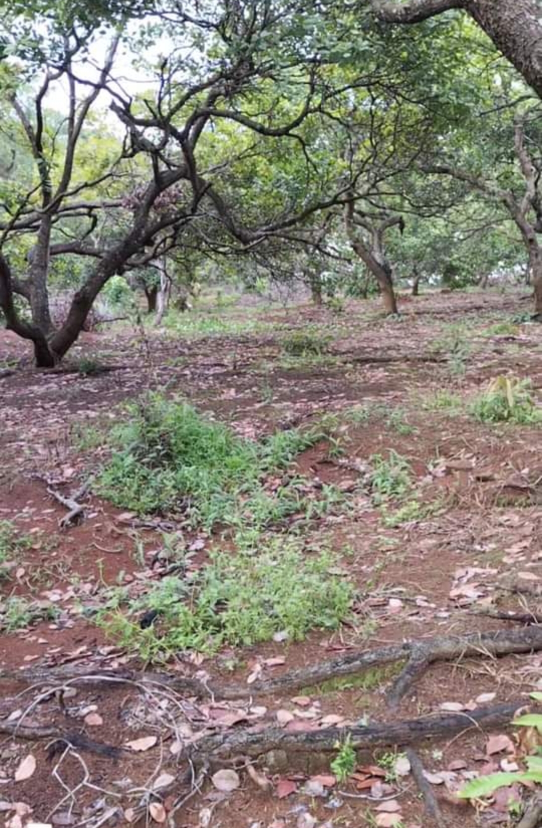 Bán đất xã Phú Văn dt 2,5ha giá 800tr/ha