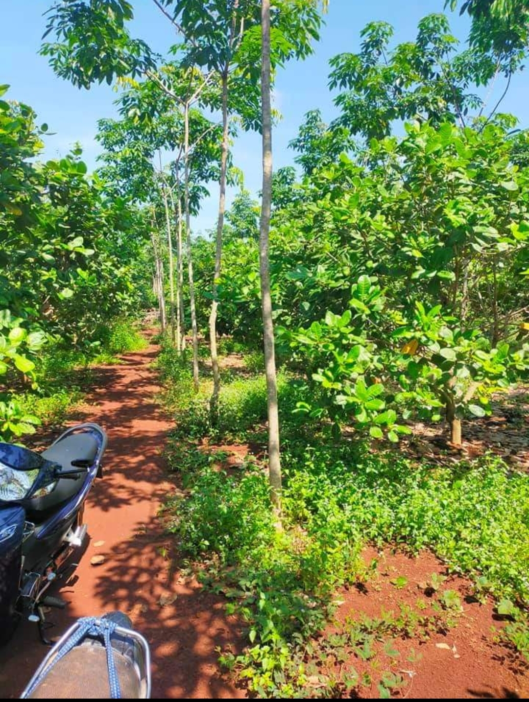 Bán đất xã Phước Tân dt 1,6ha giá 2,6tỷ