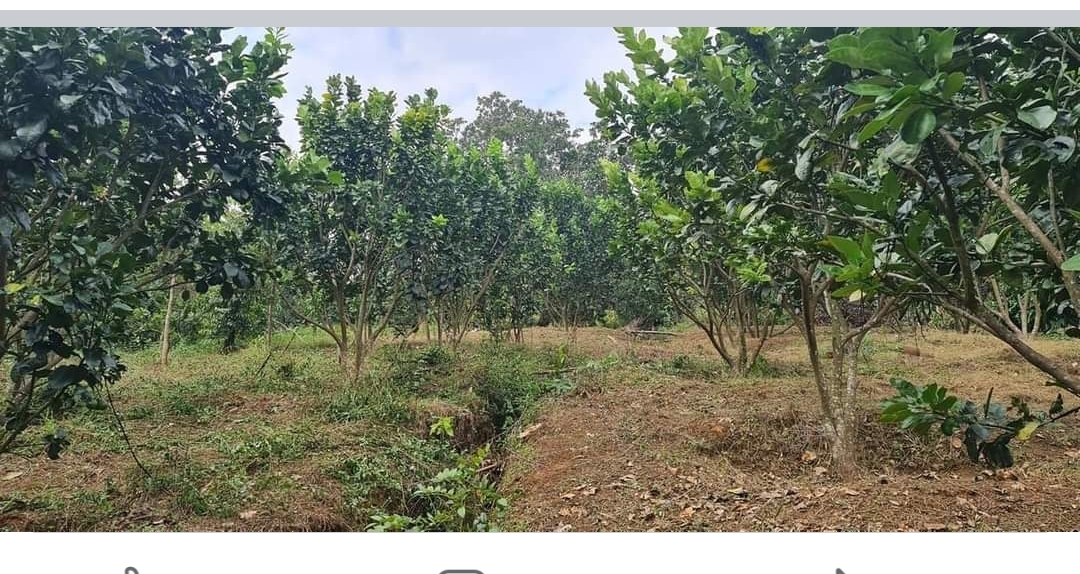Bán đất xã Đức Liễu dt 7,1xào giá 850tr