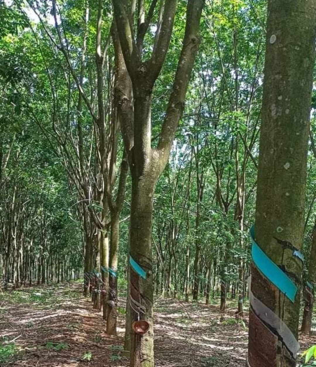 Bán đất xã Lộc Quang đt 2,9ha giá 5,2tỷ