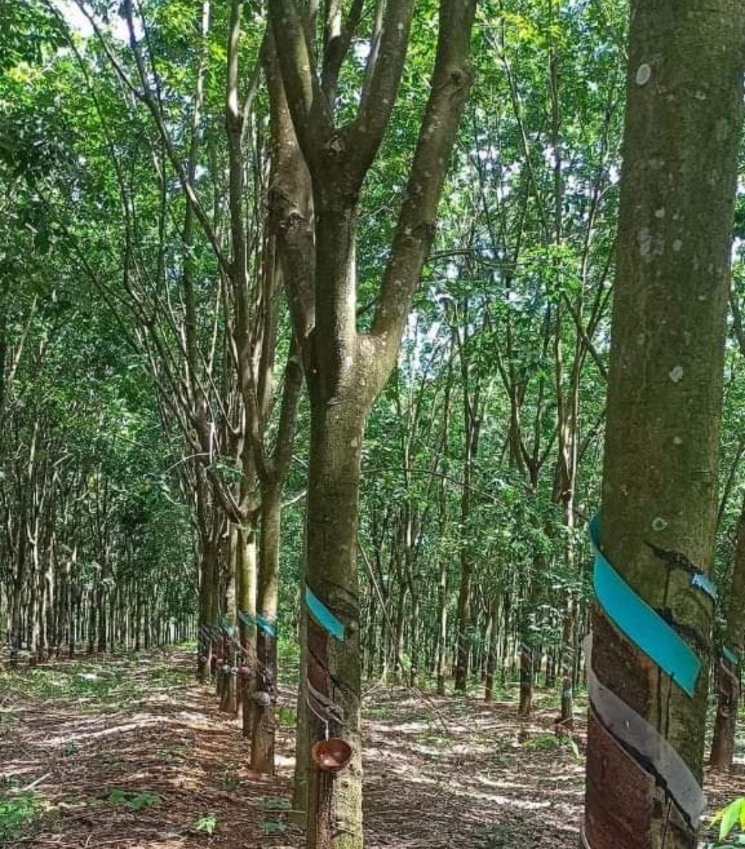 Bán đất xã Lộc Quang đt 2,9ha giá 5,2tỷ
