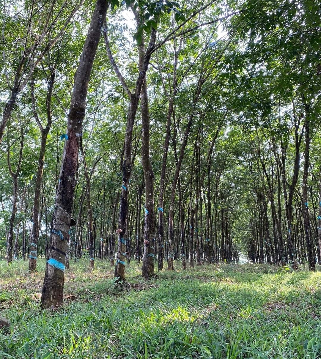 Bán đất xã Phú Nghĩa dt 2ha giá 550tr/ha