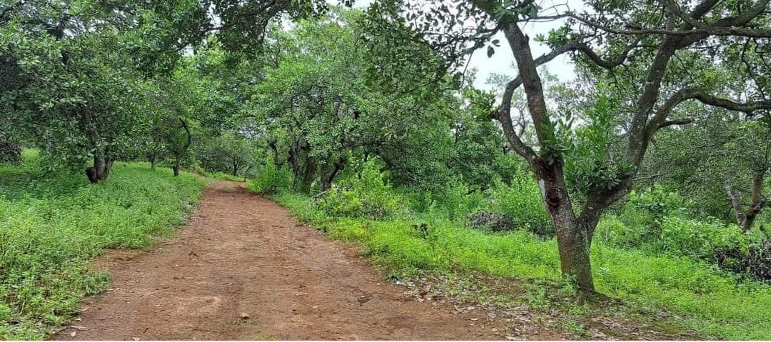 Bán đất xã Long Hà dt 1,98ha giá 1,8tỷ
