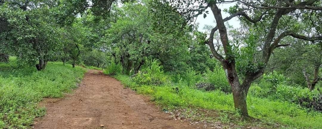 Bán đất xã Long Hà dt 1,98ha giá 1,8tỷ