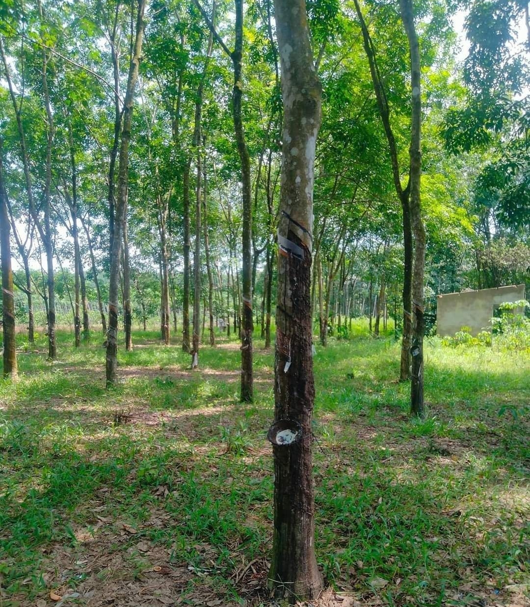 Bán đất xã Phước Minh dt 4,3xào giá 550tr