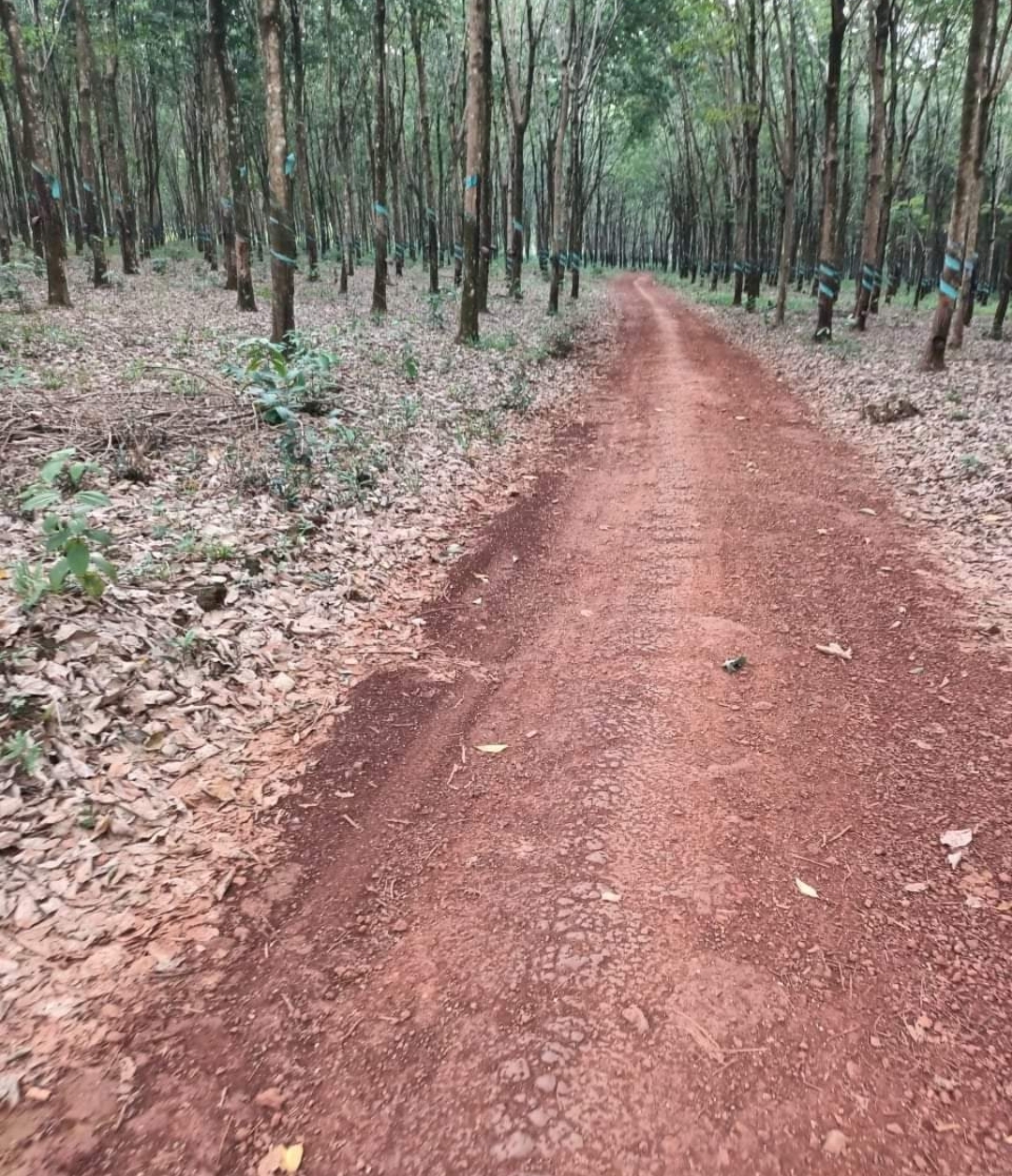 Bán đất xã Đức Liễu dt 4,7ha giá 2,5tỷ/ha
