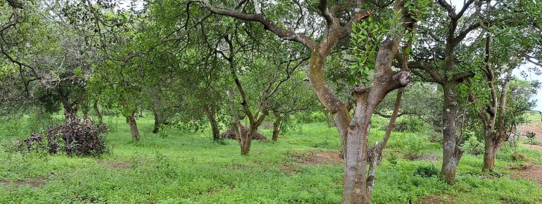 Bán đất xã Long Hà dt 1,98ha giá 900tr/ha