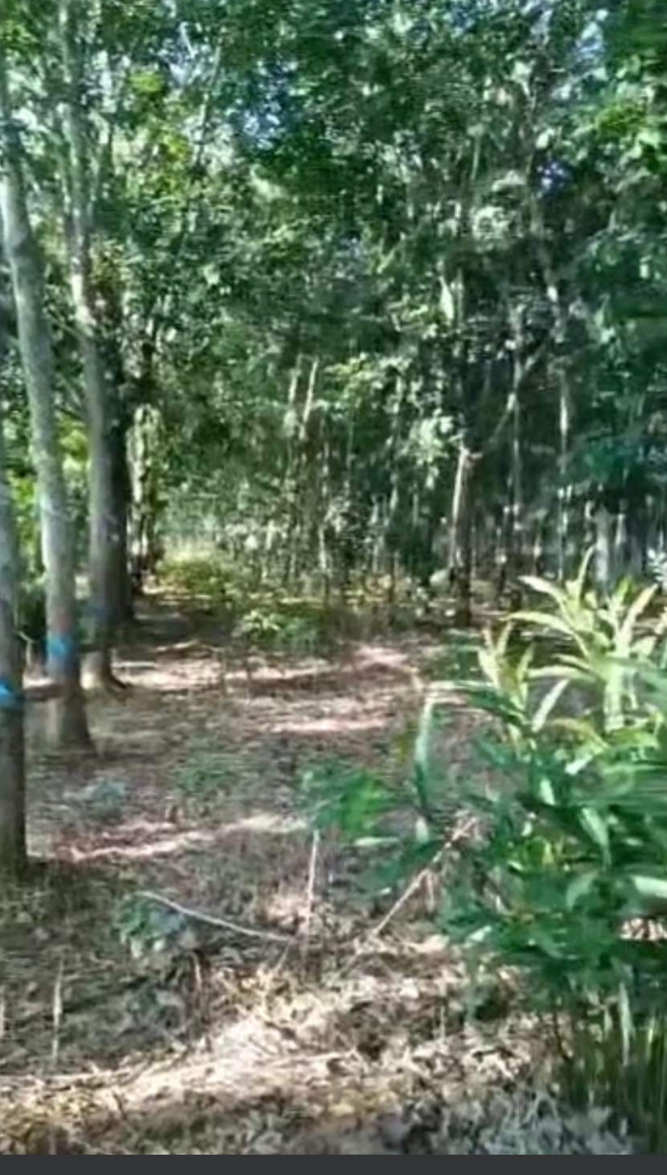 Bán đất xã Thiện Hưng dt 1,3ha giá 900tr