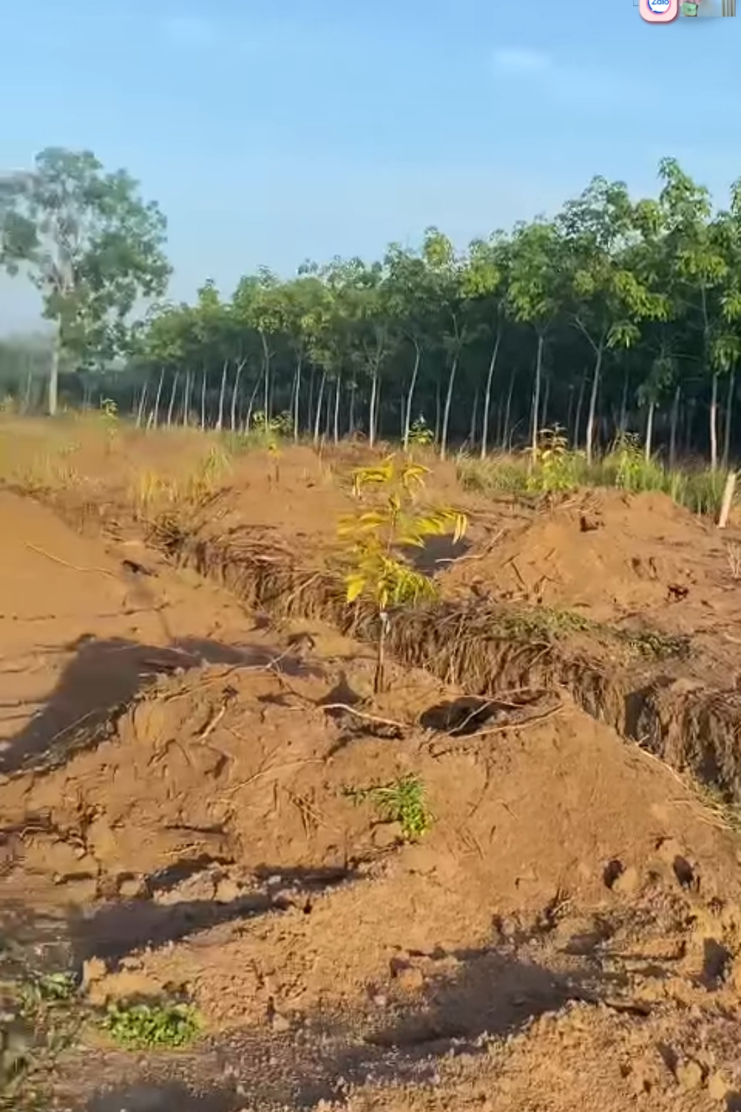 Bán đất xã Tân Tiến dt 7,4xào giá 1tỷ