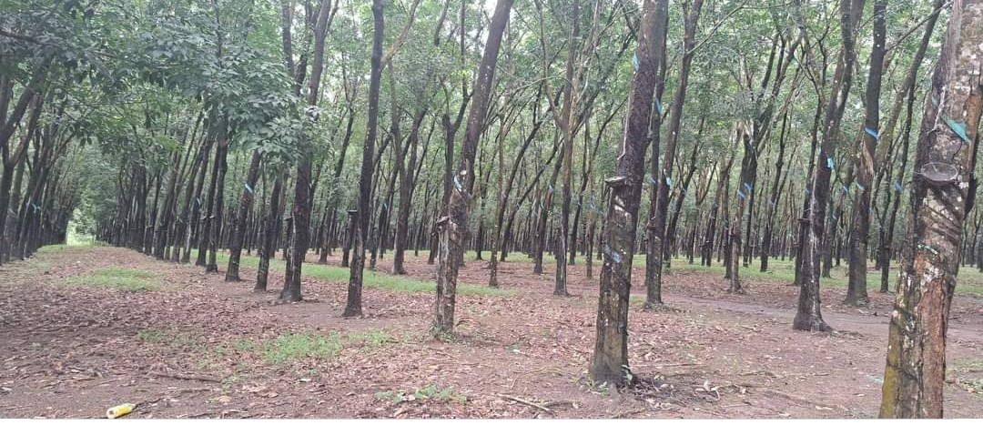 Bán đất xã Long Hà dt 10ha giá 1,4tỷ/ha
