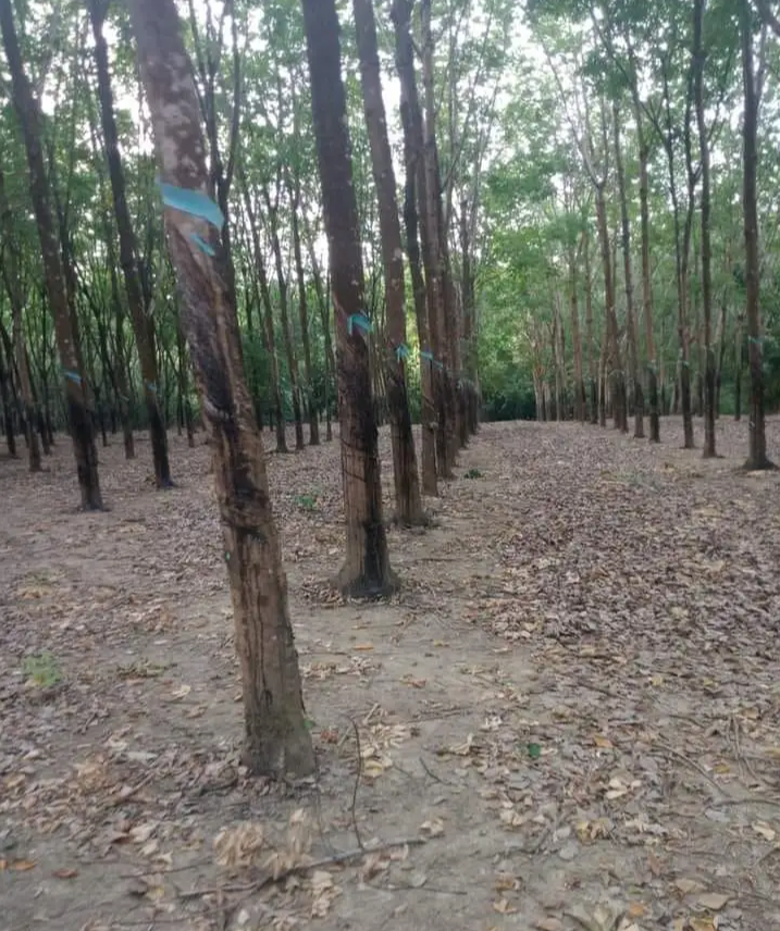 Bán đất xã Đồng Tâm giá 1tỷ3/ha dt 5ha8