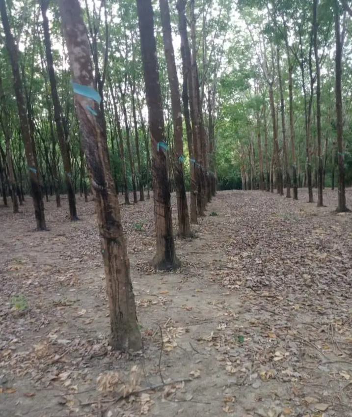 Bán đất xã Đồng Tâm giá 1tỷ3/ha dt 5ha8