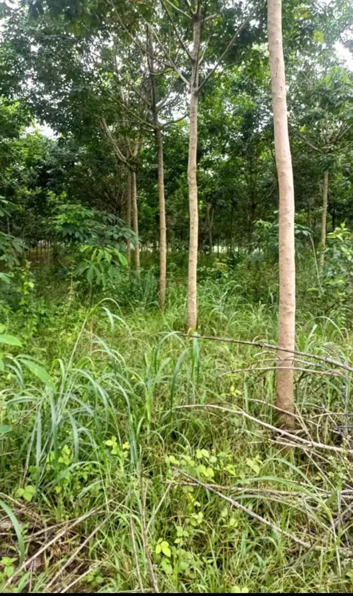 Bán đất xã Tân Phước giá 2tỷ1/ha dt 3ha