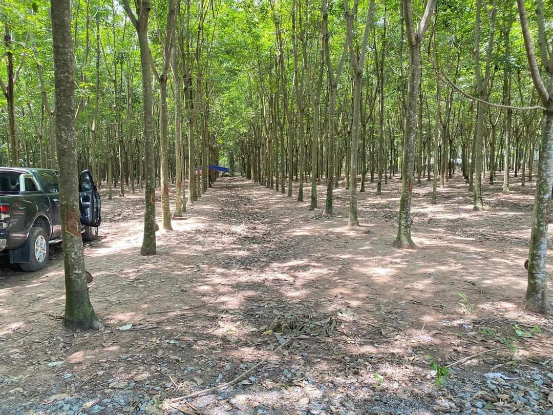 Bán đất Hoà Lợi giá 4,5 tỉ dt 10*45*100tc