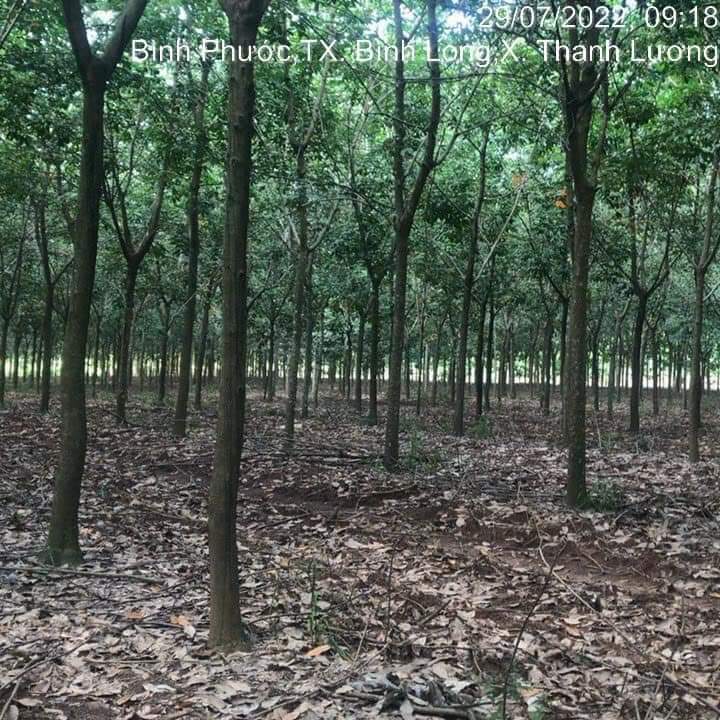 Bán đất xã Thanh Lương giá 20 tỷ dt 9hec