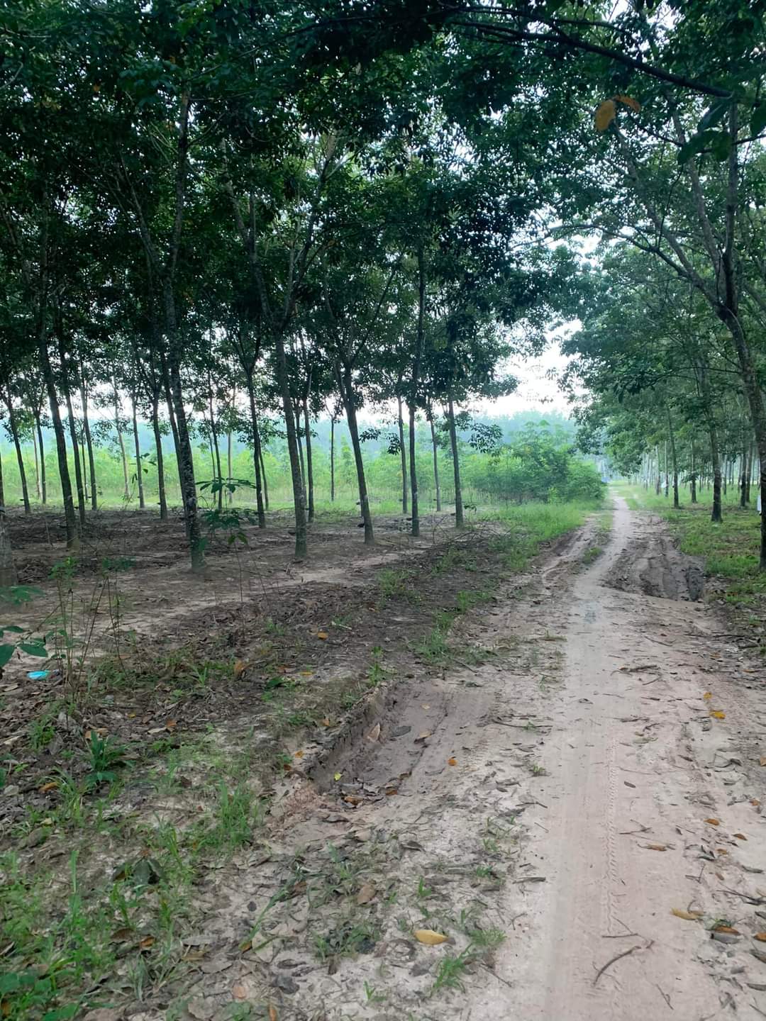 Bán đất Lai Uyên giá 2tỉ5 dt 72*75