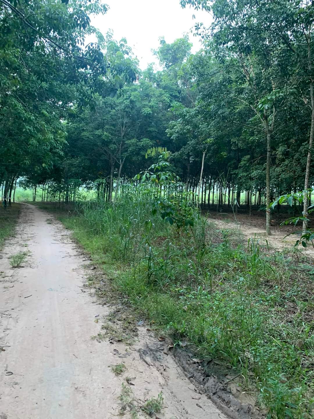Bán đất Lai Uyên giá 2tỉ5 dt 72*75