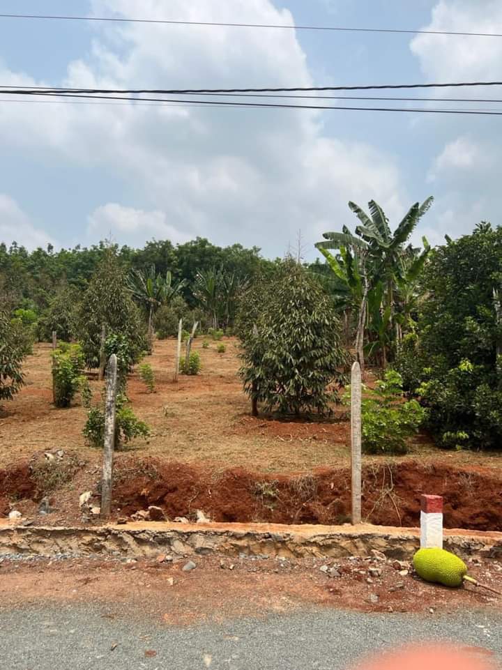 Bán đất xã An Phú giá 1tỷ150 dt 1xào