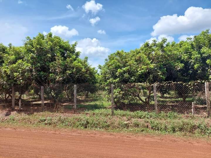 Bán đất xã Thanh Lương giá 800tr dt 2xào