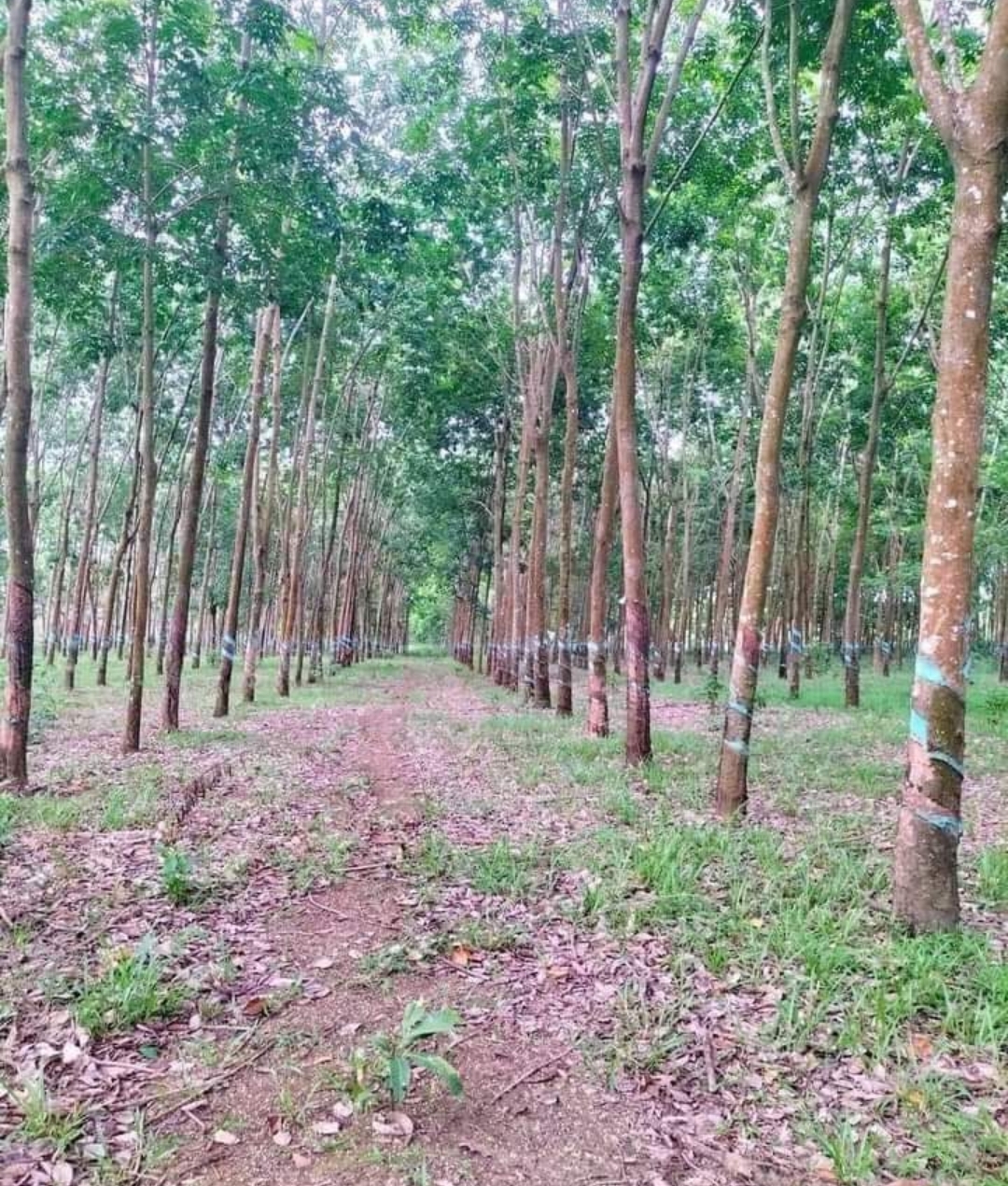 Bán đất xã Long Hà dt 7ha giá 2,3tỷ/ha