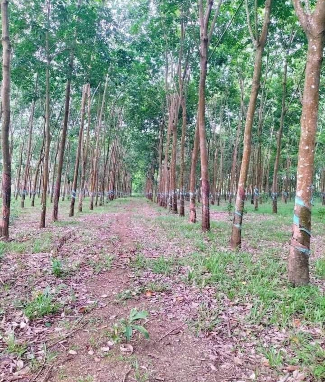 Bán đất xã Phú Nghĩa dt 2,7ha giá 3,8tỷ