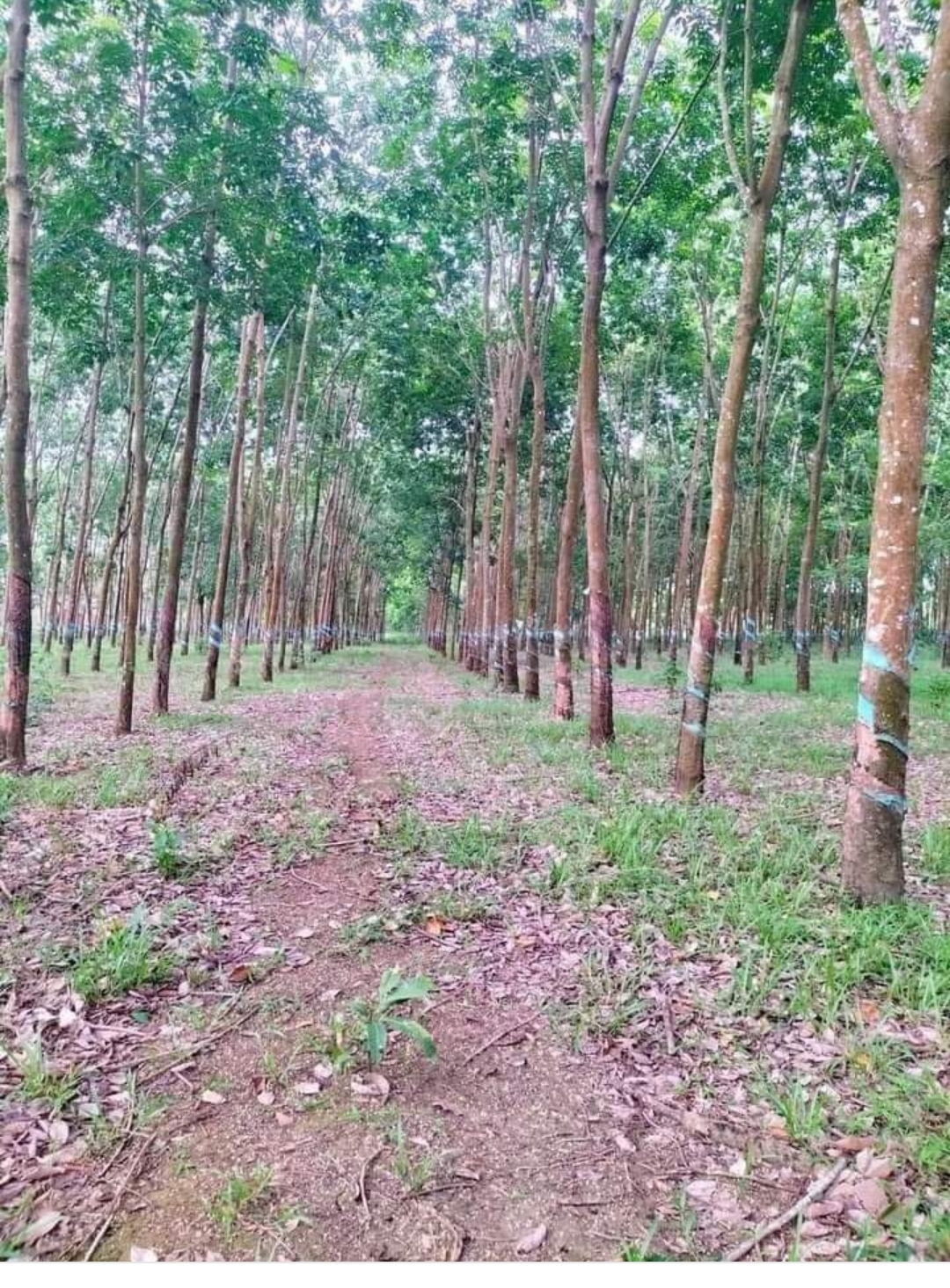 Bán đất xã Phú Nghĩa dt 2,7ha giá 3,8tỷ