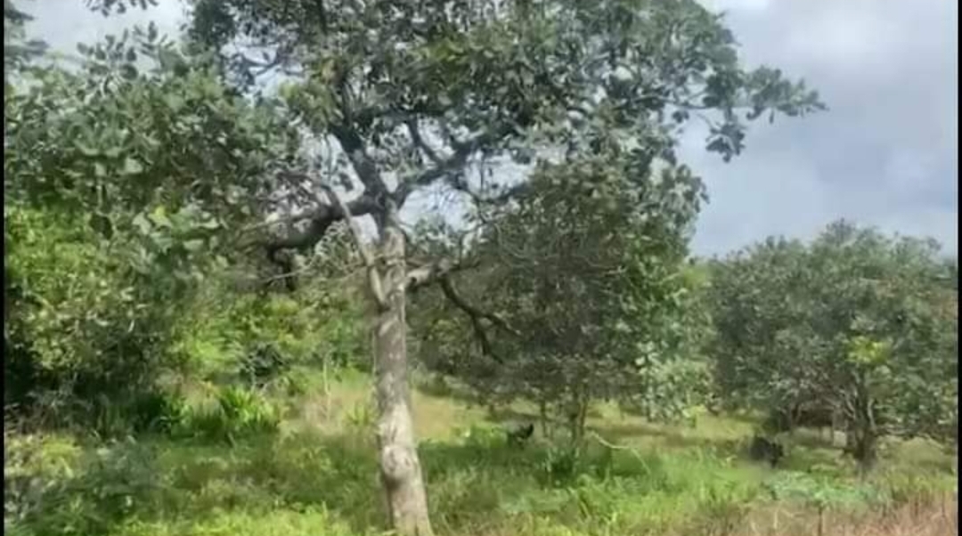 Bán đất xã Đăk Ơ dt 2,9ha giá 400tr/ha