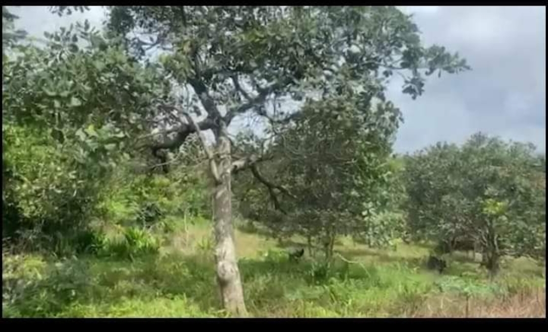 Bán đất xã Đăk Ơ dt 2,9ha giá 400tr/ha