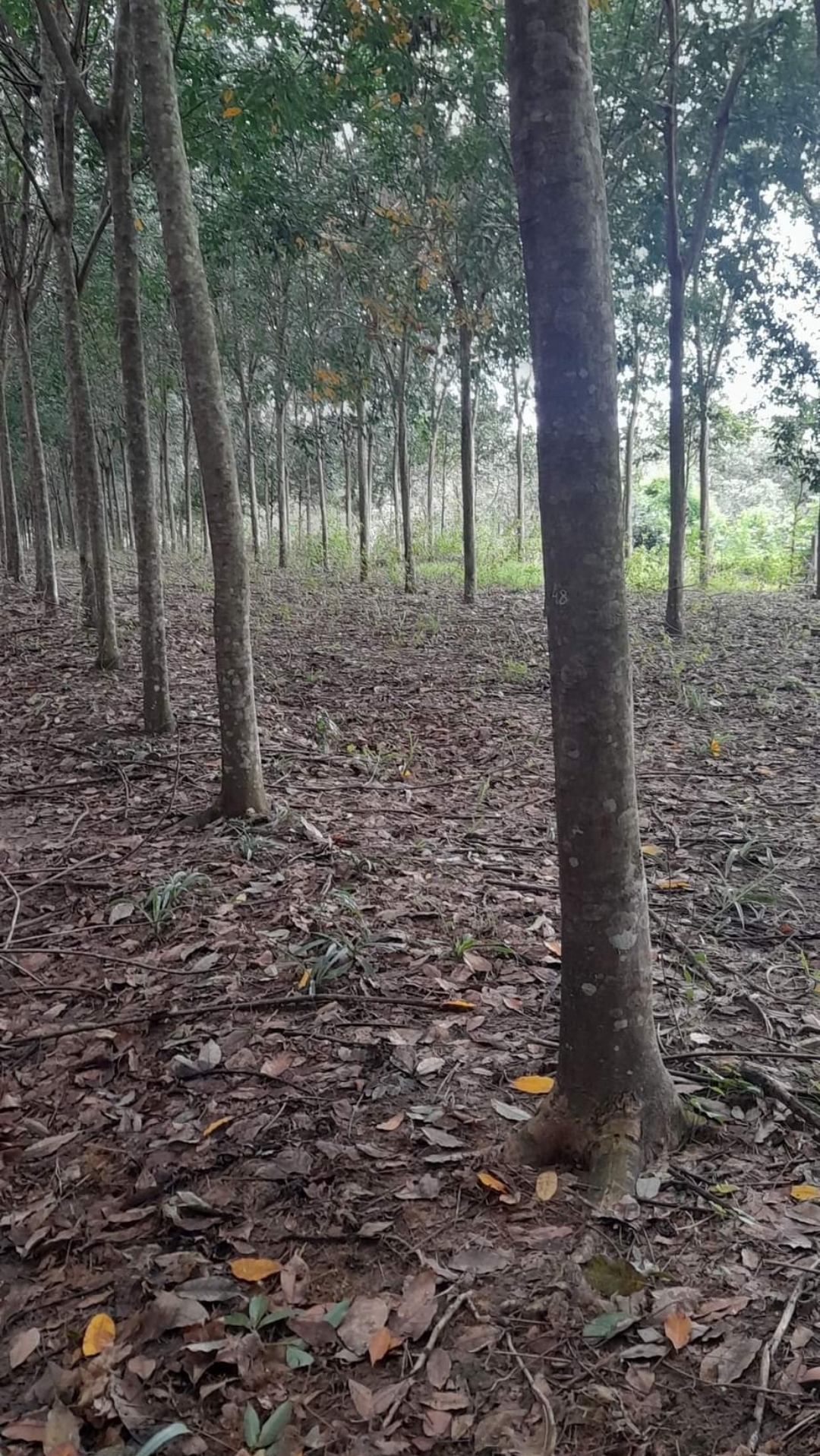 Bán đất xã Phú Riềng dt 7,1ha giá 2,3tỷ/ha