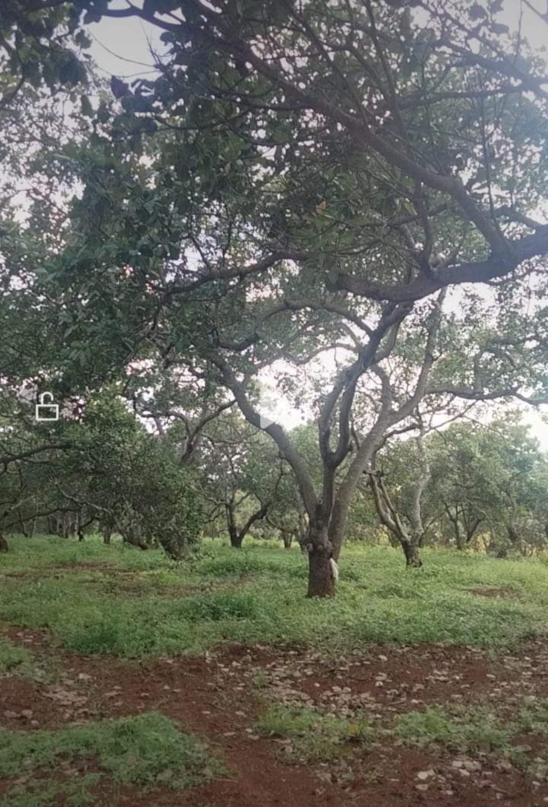 Bán đất xã Đăk Ơ dt 1,4ha giá 700tr/ha