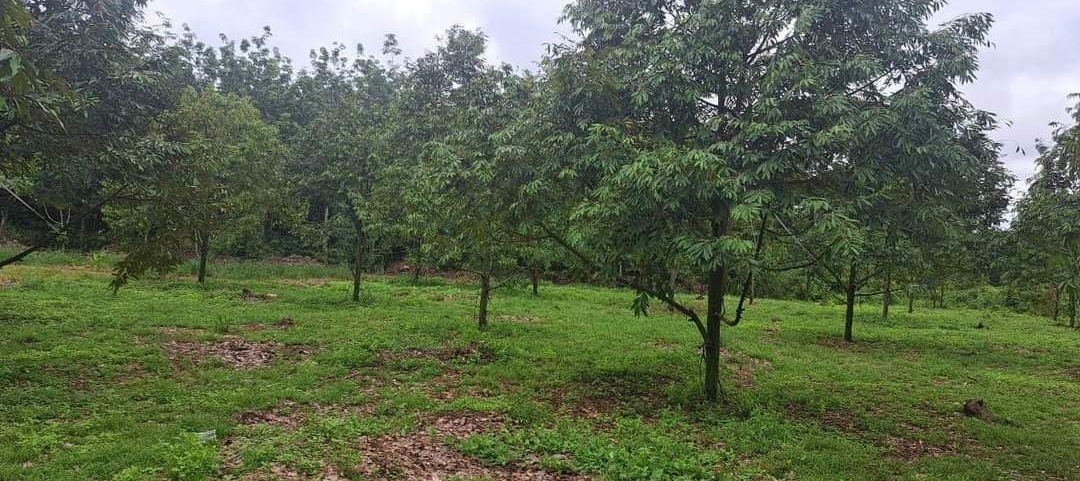 Bán đất xã Long Hà dt 1,1ha giá 1,5tỷ