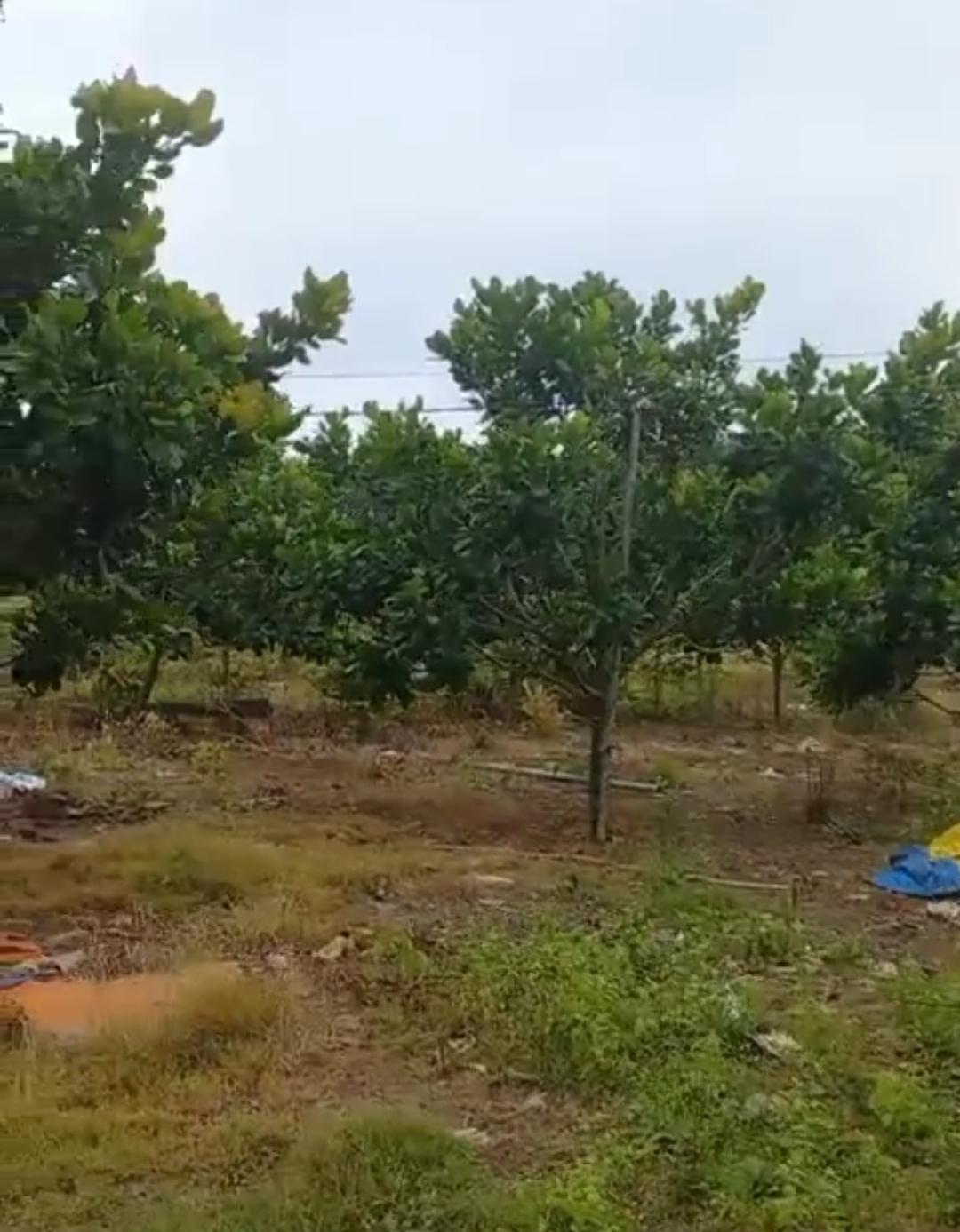 Bán đất xã Long Bình dt 3ha giá 1,2tỷ/ha