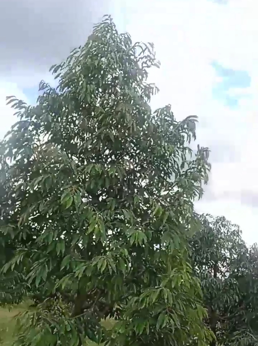 Bán đất xã Bình Minh dt 1,9ha giá 4,5tỷ