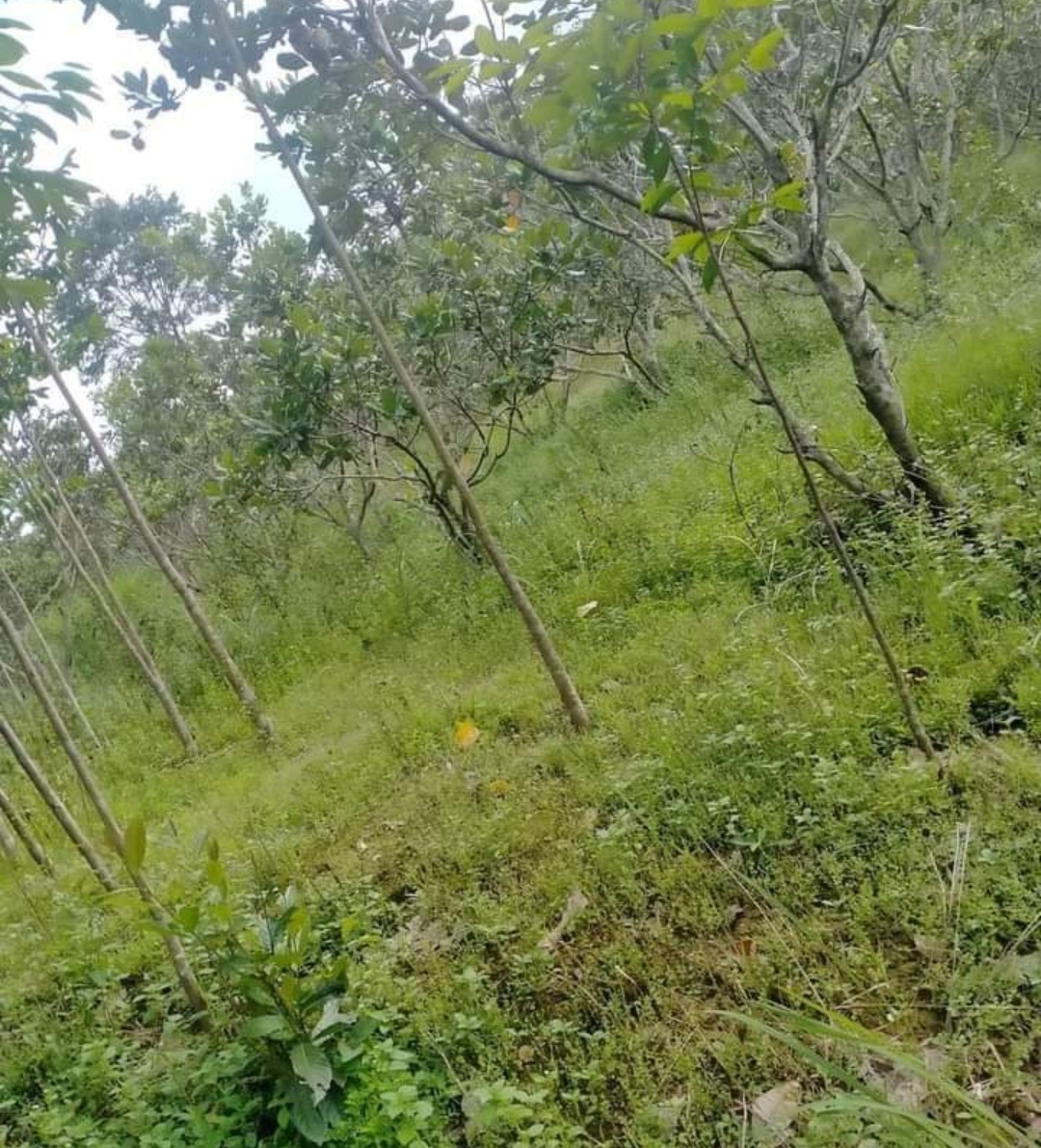 Bán đất xã Phú Nghĩa dt 1,2ha giá 450tr