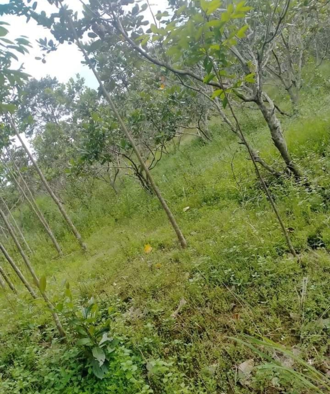 Bán đất xã Phú Nghĩa dt 1,2ha giá 450tr