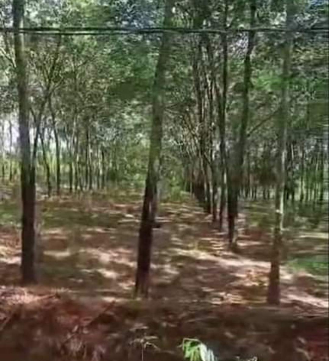 Bán đất xã Long Bình dt 1,3ha giá 1,2tỷ