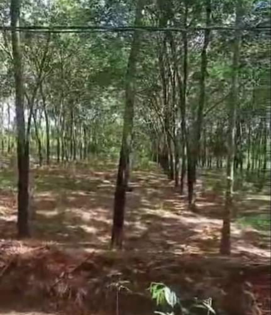 Bán đất xã Long Bình dt 1,3ha giá 1,2tỷ
