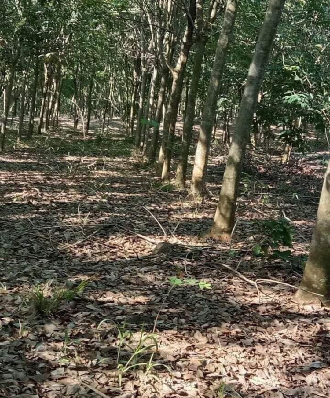 Bán đất xã Long Tân dt 2ha giá 850trha