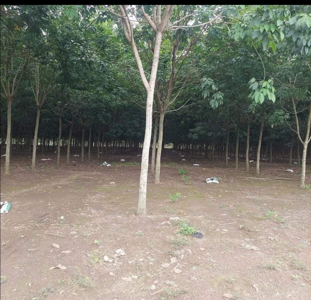 Bán đất xã Long Bình dt 2ha giá 1,3tỷ/ha