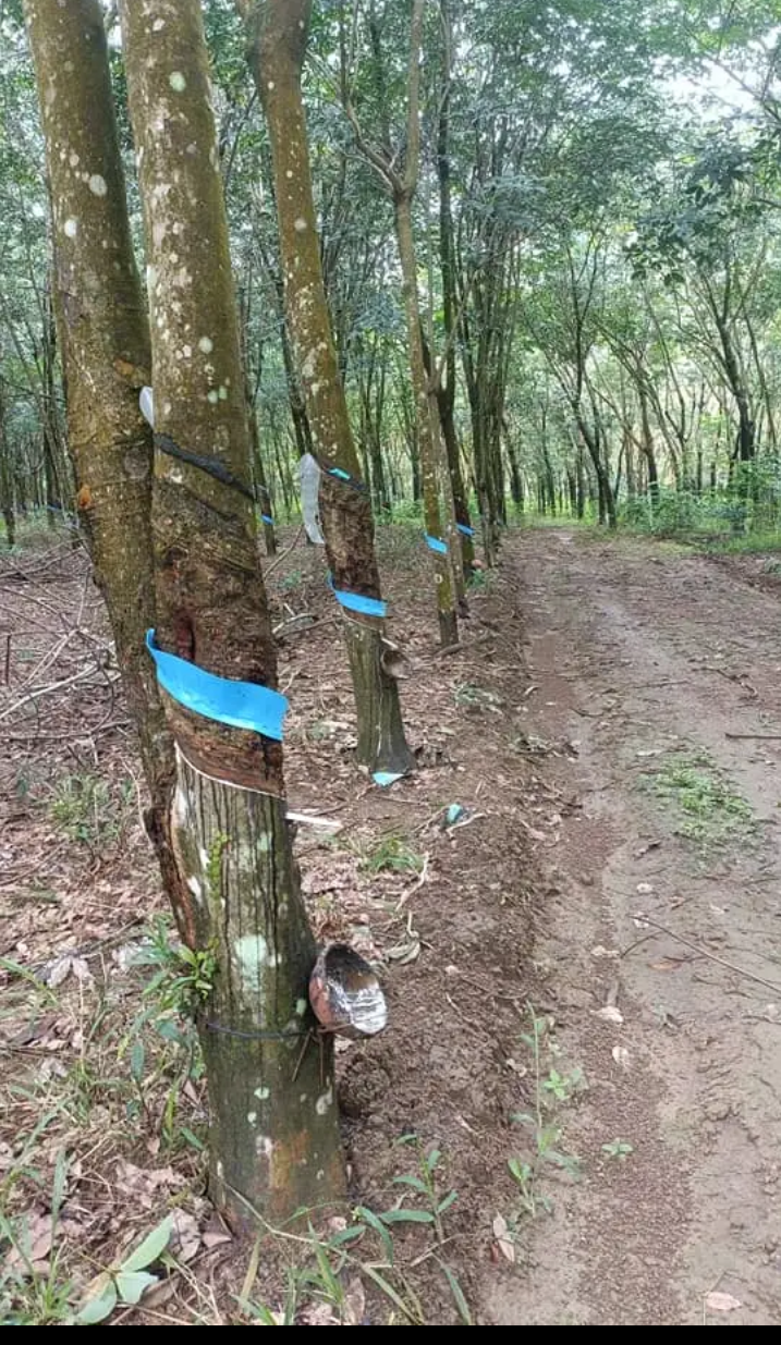 Bán đất xã Tân Phước giá 2tỷ5/ha dt 2ha66