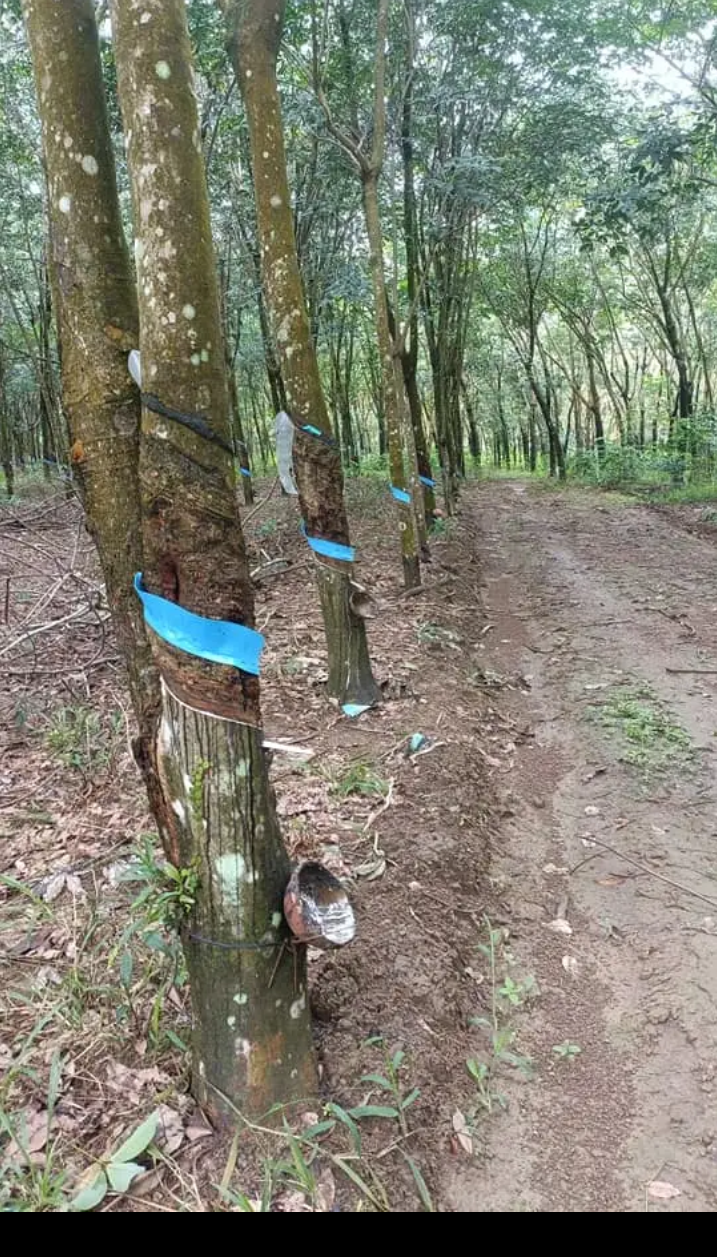 Bán đất xã Tân Phước giá 2tỷ5/ha dt 2ha66
