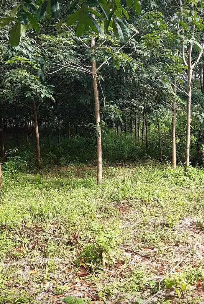 Bán đất xã Thanh Phú giá 599tr dt 6,3×36×50tc