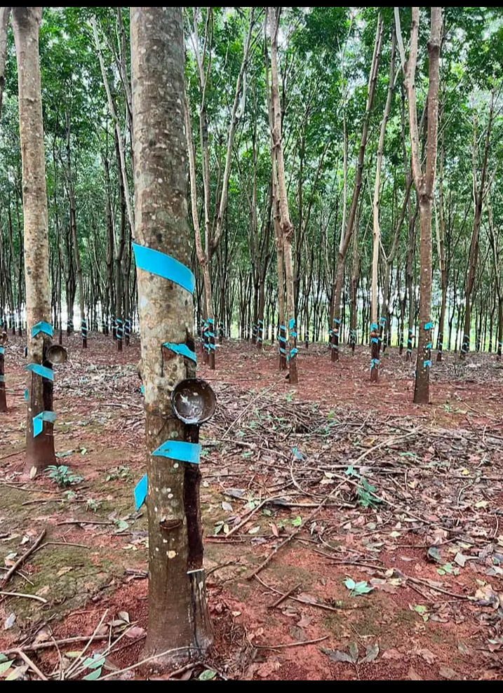 Bán đất xã Phước Tân giá 2tỷ990 dt 2ha