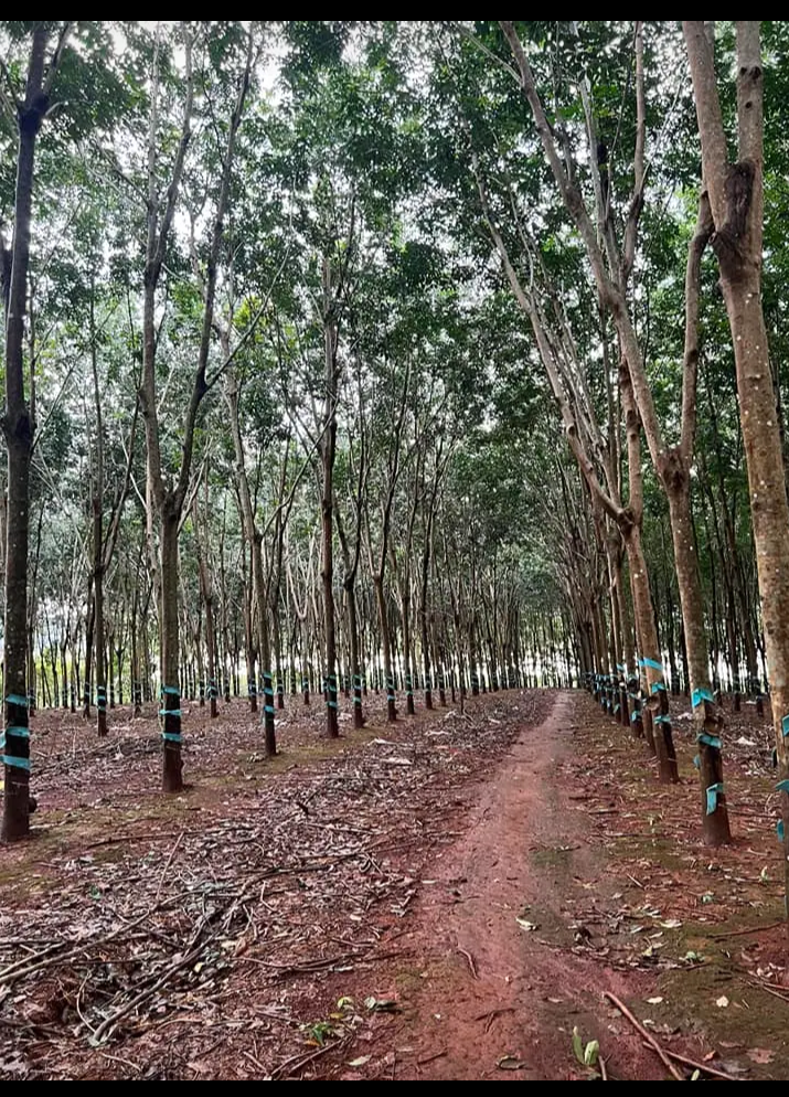 Bán đất xã Phước Tân giá 2tỷ990 dt 2ha
