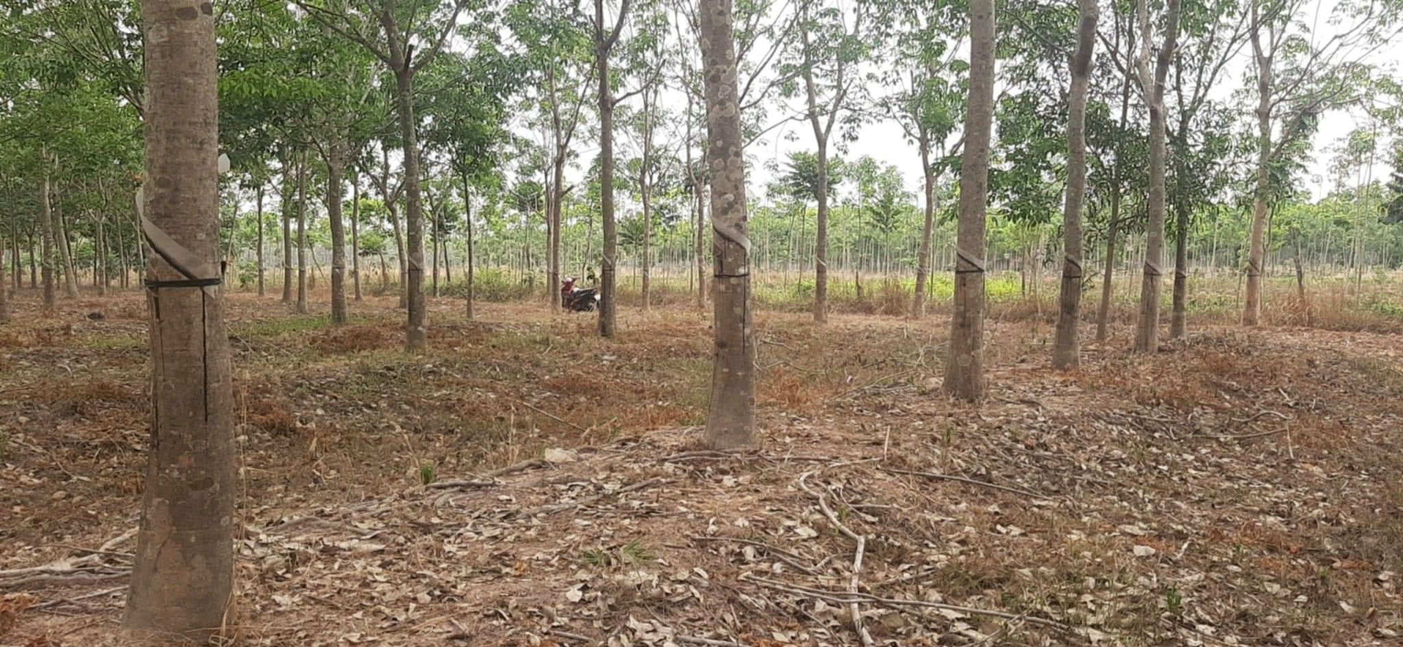 Bán đất xã Lộc Tấn giá 1ty1/ha dt 4ha