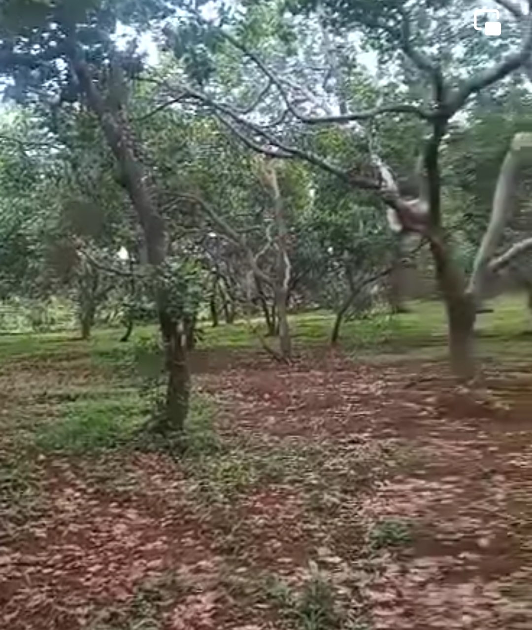 Bán đất xã Đăk Ơ dt 19ha giá 1,1tỷ/ha