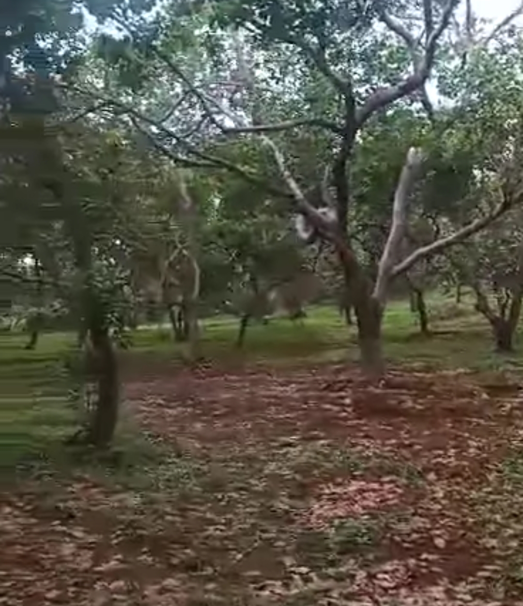 Bán đất xã Đăk Ơ dt 19ha giá 1,1tỷ/ha