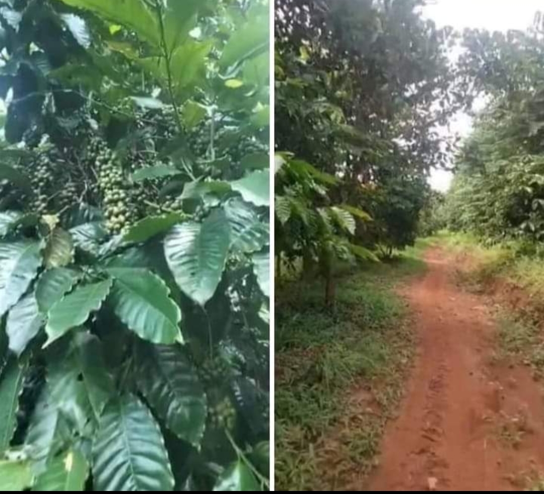 Bán đất xã Đăk Ơ dt 3,2ha giá 750tr/ha