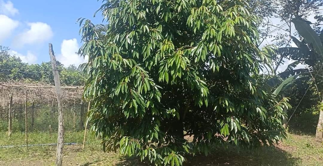 Bán đất xã Tân Tiến dt 3,2sào giá 650tr