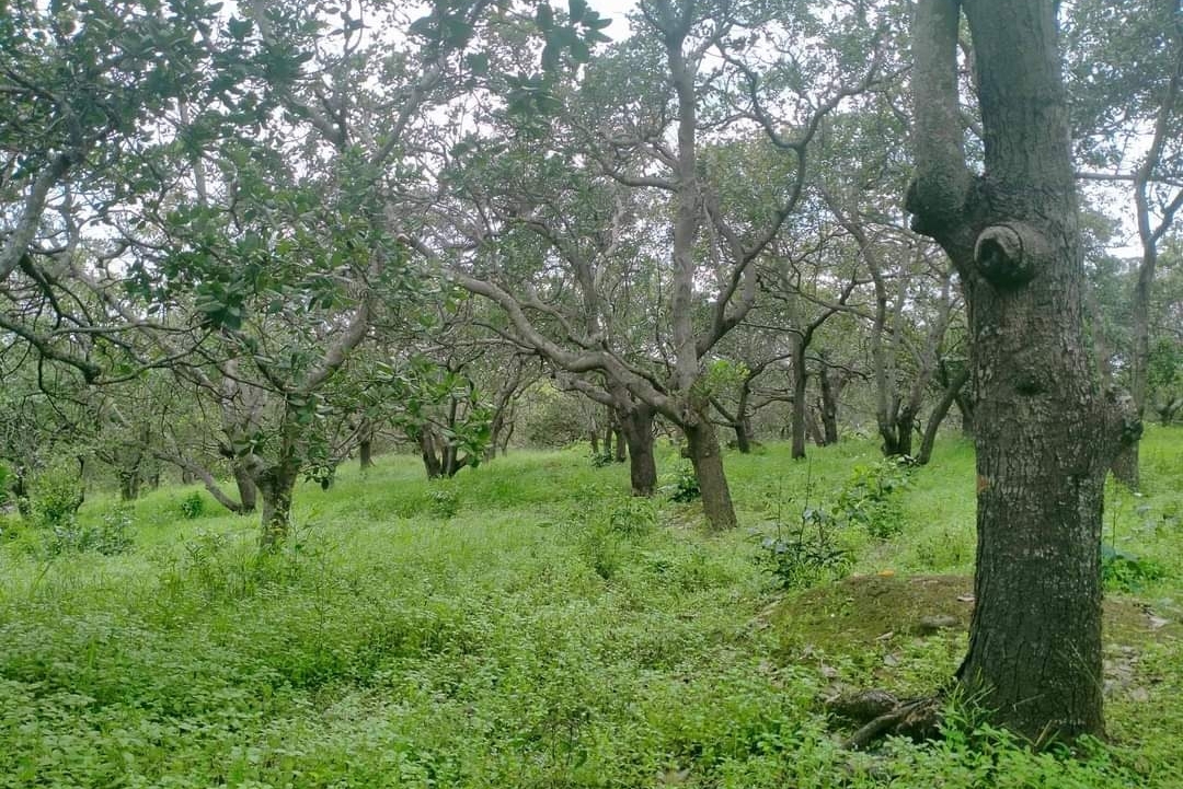 Bán đất xã Bình Tân dt 2,7ha giá 1,7tỷ